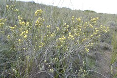 Leucadendron coriaceum