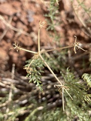 Lomatium parryi