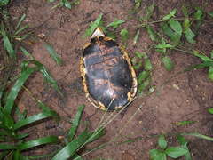 Terrapene nelsoni nelsoni