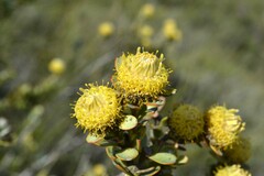 Leucadendron coriaceum