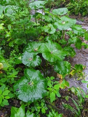 Caltha fistulosa