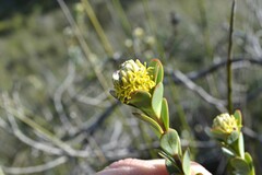 Leucadendron coriaceum