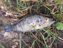 Parachromis multifasciatus