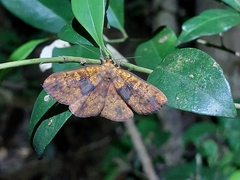 Singara diversalis