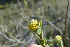 Leucadendron coriaceum