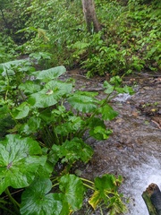 Caltha fistulosa