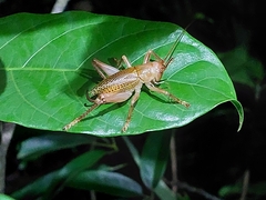 Ocellarnaca
