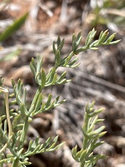 Lomatium parryi