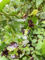 Caltha fistulosa
