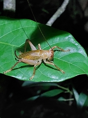 Ocellarnaca