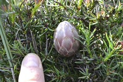 Protea decurrens