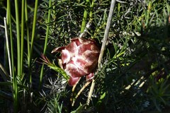 Protea decurrens