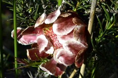 Protea decurrens