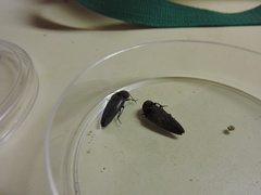 Parallelostethus attenuatus