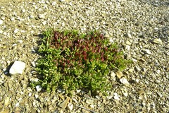 Mesembryanthemum longistylum