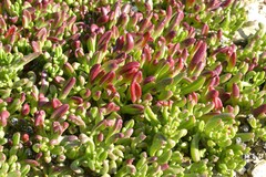 Mesembryanthemum longistylum