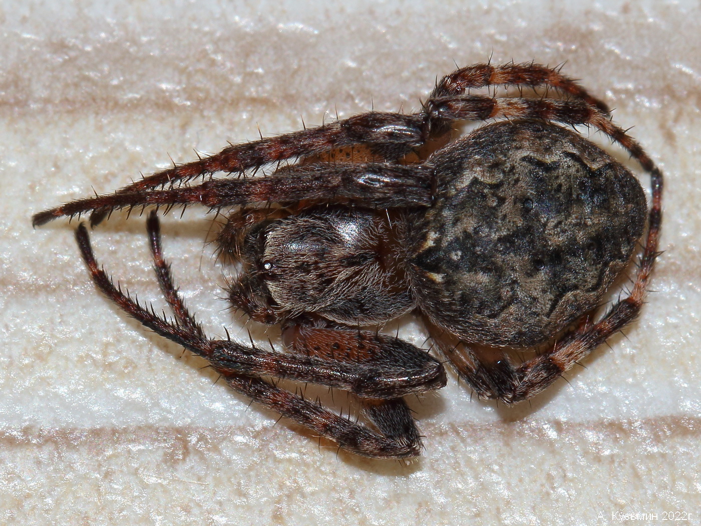 Паук Larinioides ixobolus