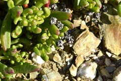 Mesembryanthemum longistylum