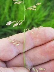 Eragrostis turgida