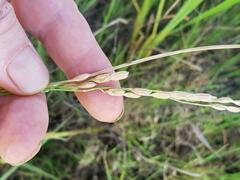 Oryza longistaminata
