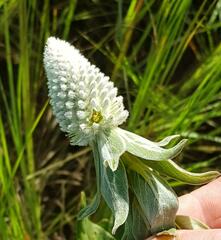 Pandiaka angustifolia