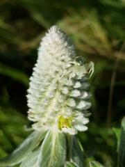 Pandiaka angustifolia