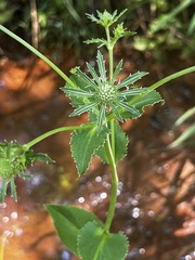 Eryngium integrifolium