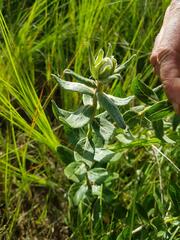 Pandiaka angustifolia