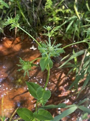 Eryngium integrifolium
