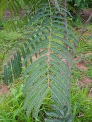 Parkia biglobosa
