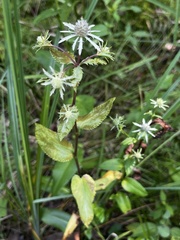 Eryngium integrifolium