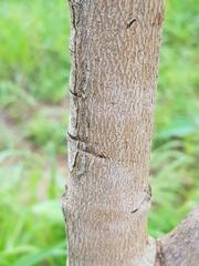 Parkia biglobosa