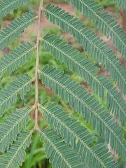 Parkia biglobosa