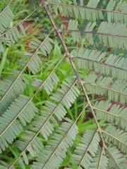 Parkia biglobosa