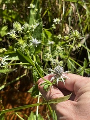 Eryngium integrifolium