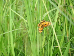 Byblia anvatara acheloia