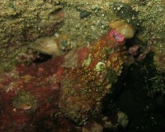 Pyuridae