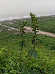 Ligularia hodgsonii