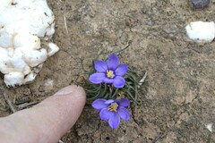 Syringodea longituba
