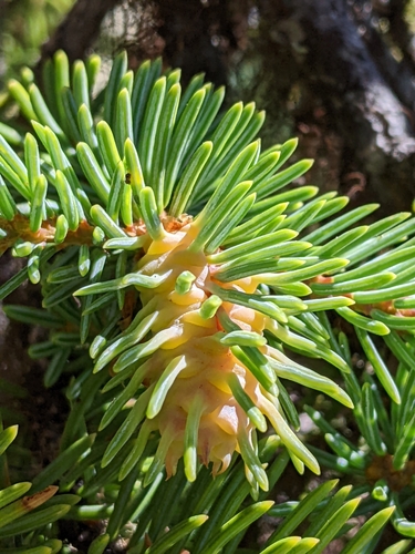 Douglas Fir Adelgid photo 4