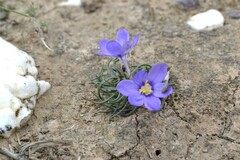 Syringodea longituba