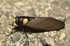 Huechys fusca