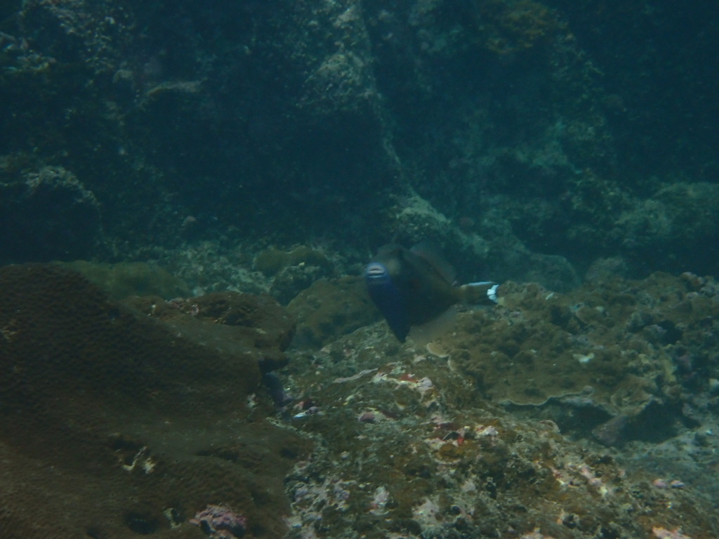 Photo of Halfmoon triggerfish (Sufflamen chrysopterum)