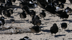 Onychoprion fuscatus