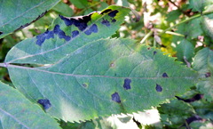 Diplocarpon