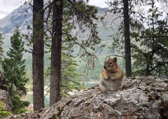 Callospermophilus lateralis tescorum