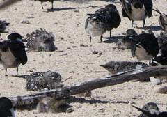 Onychoprion fuscatus