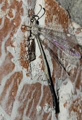 Clathroneuria coquilletti
