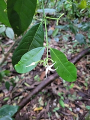 Faramea occidentalis