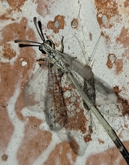 Clathroneuria coquilletti